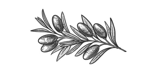olive branches. Vector illustrations of branches with fruits and leaves for creating logos, patterns, greeting cards, wedding invitations © Alwih
