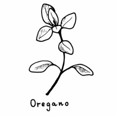 Outline hand drawn graphic vector culinary herb - oregano, on the transparent background