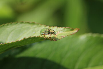 Glanzrüssler - Polydrusus pterygomalis