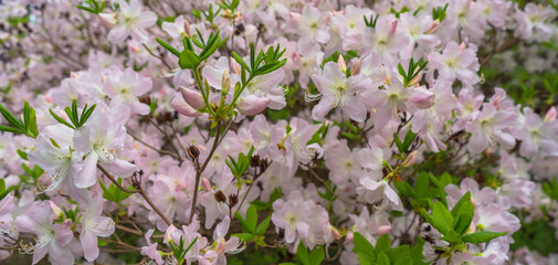 light pink rhododendron flowers in bloom