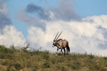 Gemsbok or South African Oryx in the Kgalagadi