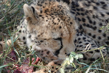 Gepard am fressen