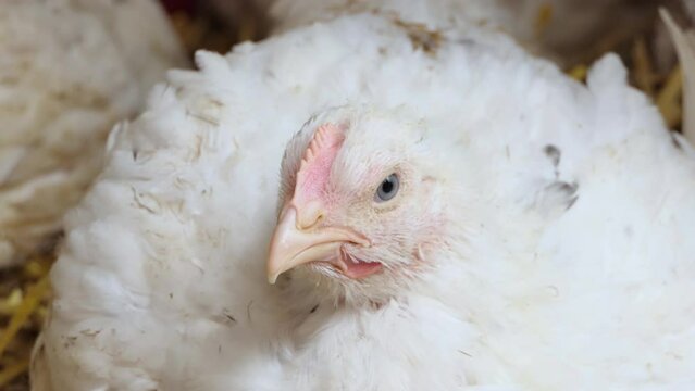 Broiler chicken in a poultry farm. Close-up. Chicken production. Poultry farm.