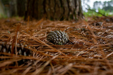 black pine pinecone
  on the ground with dry pine leaves