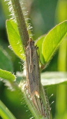 Small, brown moth on a stick in Cotacachi, Ecuador