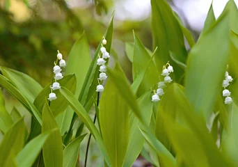 Foto auf Glas Beautiful fragile flowers of lily of the valley in bloom © puteli