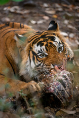 Close-up of a tiger scavenging on a spotted deer carcass on a summer morning at Ranthambhore National Park