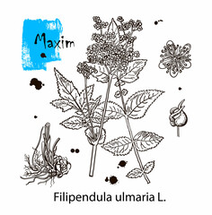 Maxim. Filipendula ulmaria. Vector hand drawn herb. Botanical plant illustration. Vintage medicinal herb sketch.