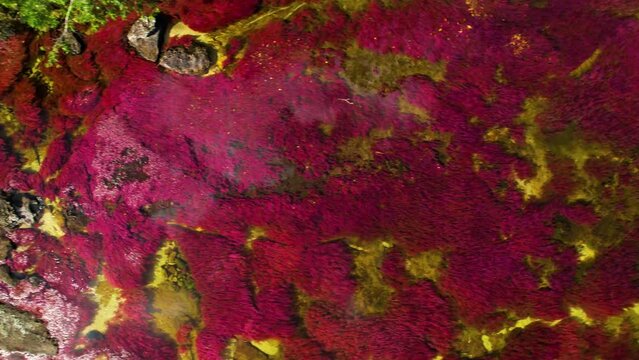 River of seven colors Caño Cristales with red algae on two and the reflection of the sun on the surface. Drone view straight down, Colombia