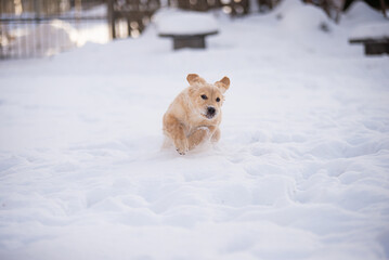 Cute golden retriever puppy playing in the snow