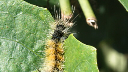 Furry caterpillar on a leaf in Cotacachi, Ecuador