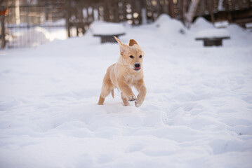 Cute golden retriever puppy playing in the snow