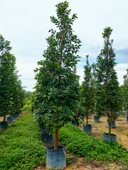 Obraz premium MUAR, MALAYSIA -MAY 4, 2022: Tropical plants are grown in a plant nursery. The large size of the nursery can accommodate a large number of plants. Sorted by species and grade.