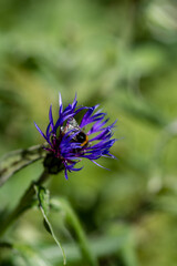 Close-up of a bumblebee (Bombus) in a purple cornflower (Centaurea cyanus) against a blurred background