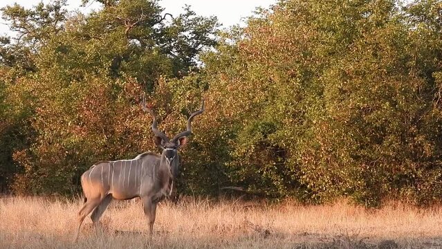 Kudu Bull walking by the mopane bushveld
