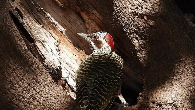 Female Bennets Woodpecker close view of facial colouring