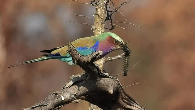 Lilac breasted roller struggling to kill a large centipede