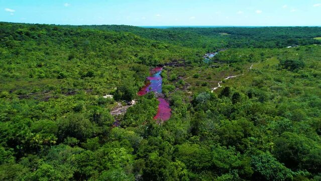 The ancient river Ca&ntilde;o Cristales with red-colored water flowing in a narrow riverbed with algae-covered banks and tropical rainforest, Colombia