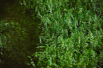 Wildpflanzen im Wasser