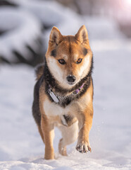 Shiba Inu Puppy playing outside in the snow on a sunny day