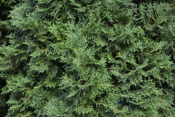 Thuja texture. Beautiful green hedge. Natural background.
