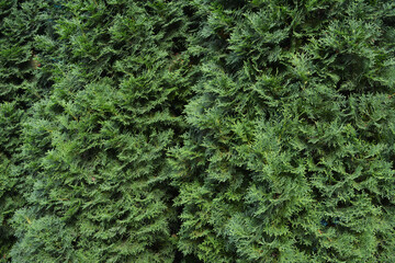 Green background with branches of thuja trees in summer
