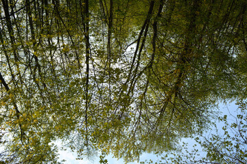Fototapeta premium Unusual view on forest in spring. Trees with fresh young leaves.