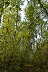 Walking path through birch forest in spring day. Beautiful landscape with trees with young fresh leaves.