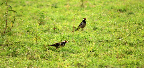 Birds are captured on the field during moving time.