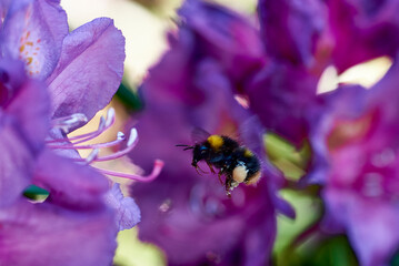 Hummel fliegt in eine Blüte © Andreas