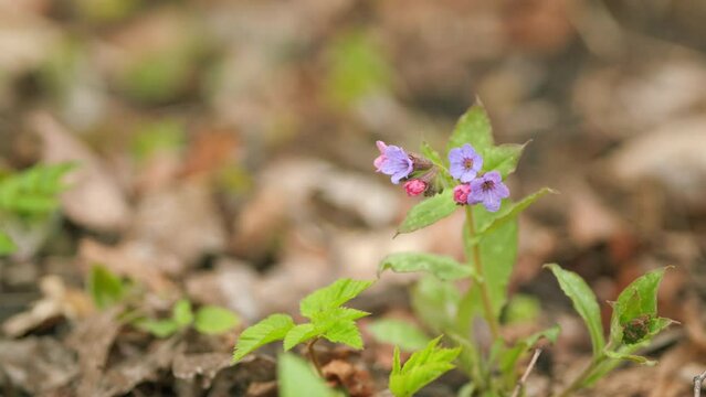 Flowers of Unspotted lungwort. Pulmonaria obscura in spring forest. Belonging to the family Boraginaceae. Close up.