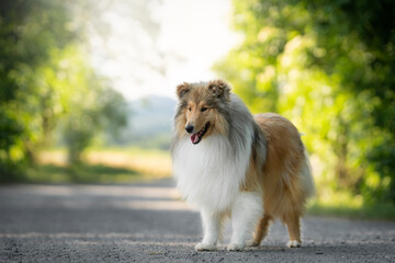 Collie (Rough) amazing portrait of dog