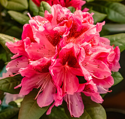 Rhododendron hybride on a sunny day in summer