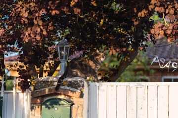 a domestic cute cat standing on a fence at a townhouse