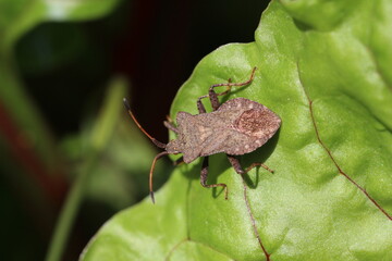 Lederwanze - Coreus marginatus