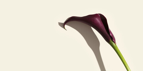 Dark purple Calla lily flower with shadow on pastel beige background. Minimal natural floral wide banner with copy space. Close up single blossoming flower, summer flowery Fresh Calla bud