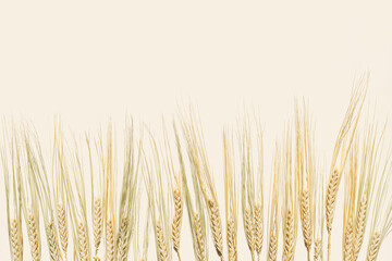 Close up ripe yellow ears of rye with awns on beige background. Top view ears of cereal crops,...