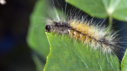 Furry caterpillar on a leaf in Cotacachi, Ecuador
