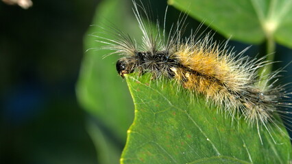 Furry caterpillar on a leaf in Cotacachi, Ecuador