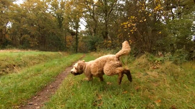 A very happy and excited labradoodle dog running and jumping in a grass field in with trees in the background. Fast camera action.