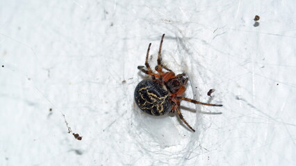 Funnel spider on a white wall in Cotacachi, Ecuador