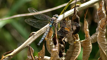 Dragonfly on a dry stick in Cotacachi, Ecuador