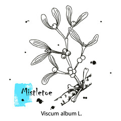 Mistletoe hand drawn ink botanical illustration. Vector black and white drawing of mistletoe branch with leaves and berries