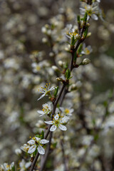 Blackthorn prunus spinosa sloe plant shrub white flower bloom blossom detail spring wild fruit