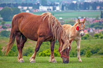 Fototapeta premium Foal and mare