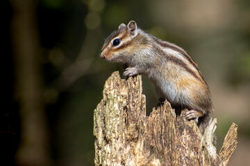 Squirrel in the park