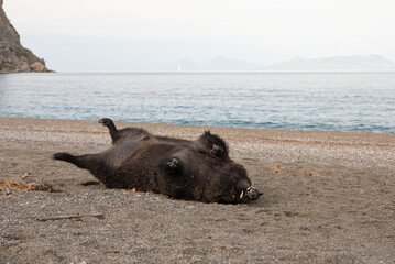 Dead wild boar on the beach, Sicily, Italy