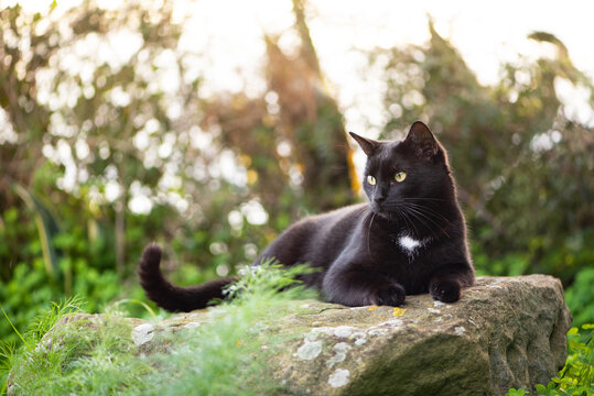 Black cat is lying on the rock in the garden