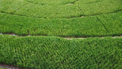 Natural photos of rice land views from above using drones in the afternoon