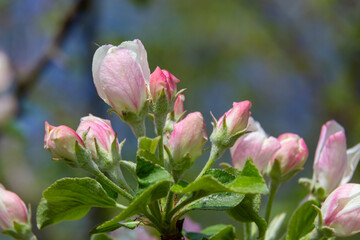 Fresh beautiful flowers of the apple tree blooming in the spring